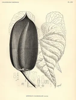 Anthurium: Flamingo flower, Anthurium chamberlainii