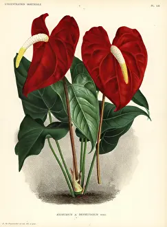 Anthurium: Flamingo flower, Anthurium hybrid