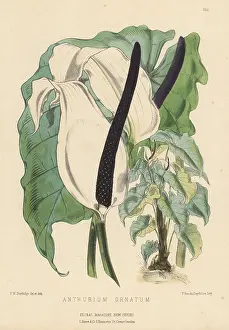 L. Reeve: Flamingo flower, Anthurium nymphaeifolium