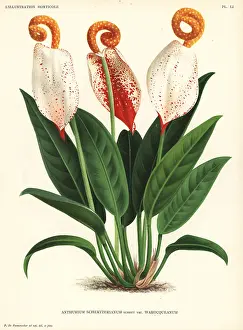 Anthurium: Flamingo flower, Anthurium scherzerianum