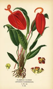Narcotic: Flamingo flower, Anthurium scherzerianum