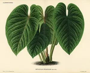 Lillustration: Flamingo flower, Anthurium splendidum