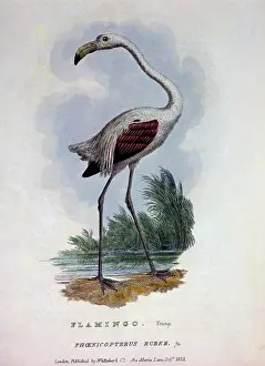 Ruber: Flamingo (Phoenicopterus ruber)