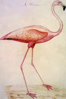 Flamingo: Flamingo, Phoenicopterus ruber