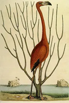Elongated: Flamingo, Phoenicopterus ruber