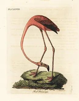 Ruber: Flamingo, Phoenicopterus species