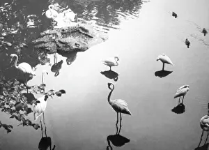 Flamingos: FLAMINGO REFLECTIONS
