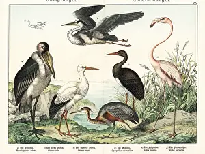 Naturgeschichte Des Tierreichs: Flamingo, storks and herons