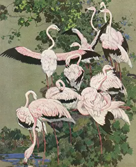 Flamingoes: Flamingoes