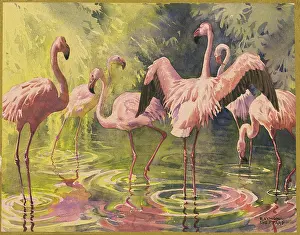 Flamingo: Flamingoes