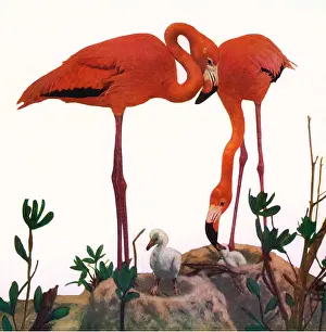 Nests: Two Flamingoes and Chicks