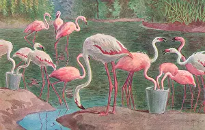 Flamingoes: Flamingoes at London Zoo