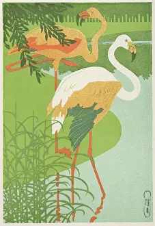 Flamingoes: Flamingoes at the waterside