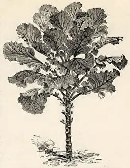 Oct24: Flanders kale