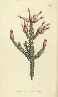Nurseryman: Flask heath, Erica ampullacea