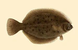Swims: Flat Fish