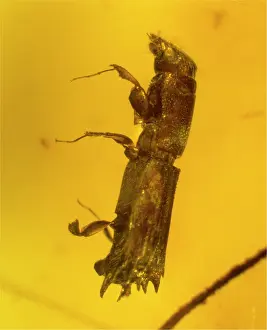 Footed: Flat-footed beetle in amber