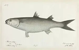 Mullet: Flat nosed mullet