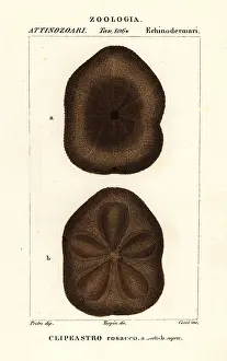 Prometheus: Flat sea biscuit, Clypeaster rosaceus