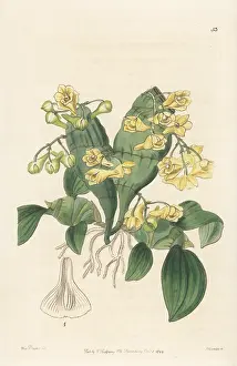 Syon: Flat-stemmed dendrobium, Dendrobium compressum