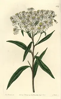 Aster: Flat-topped aster, Doellingeria umbellata
