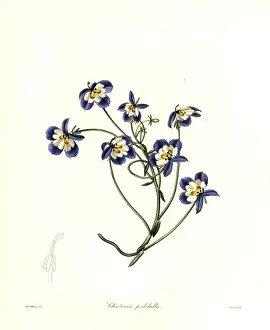 Nevitt: Flatface calicoflower, Downingia pulchella