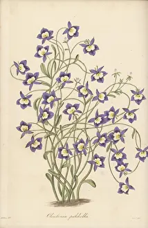 Volume 4: Flatface calicoflower, Downingia pulchella