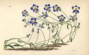 Shrubbery: Flatface calicoflower, Downingia pulchella