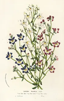 Serres: Flatface calicoflower, Downingia pulchella