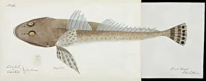 Ray Finned: Flathead fish illustration