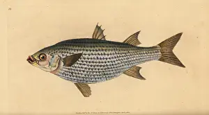 Cephalus: Flathead mullet, Mugil cephalus