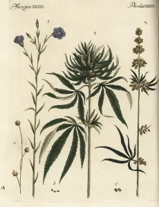 Linum: Flax and cannabis