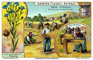 Collectible: Flax harvest