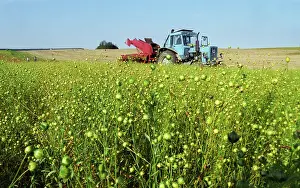 Belarus: Flax harvesting in Belarus, 2000