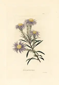Aster: Flax-leaf ankle-aster, Ionactis linariifolia