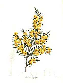 Henslow: Flax-leaved bossiaea, Bossiaea linophylla
