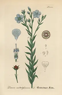 Linum: Flax or linseed, Linum usitatissimum