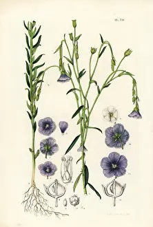 Linum: Flax or linseed, Linum usitatissimum