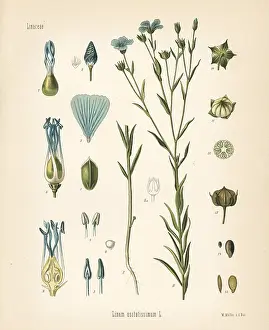 Linum: Flax or linseed, Linum usitatissimum