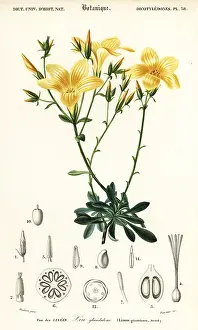 Louis Joseph Edouard Maubert: Flax, Linum campanulatum
