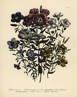 Linum: Flax or Linum species