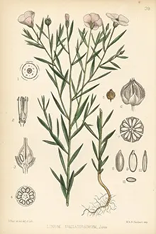 Linum: Flax, Linum usitatissimum