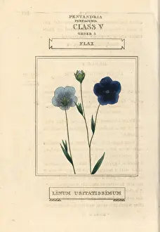 Linum: Flax, Linum usitatissimum