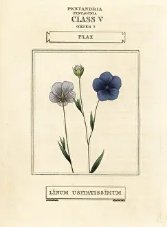 Linum: Flax, Linum usitatissimum