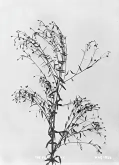 Flax: The Flax Plant