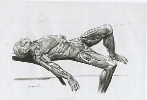 Dissected: A flayed cadaver