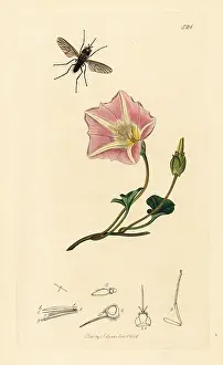 John Curtis: Flea bee-fly and sea bindweed