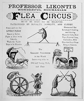 Broadsheet: Flea Circus