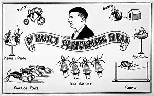 Fleas: FLEA CIRCUS/DR PAUL