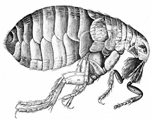 Microscope: The Flea. Engraving from Robert Hooke Micrographia